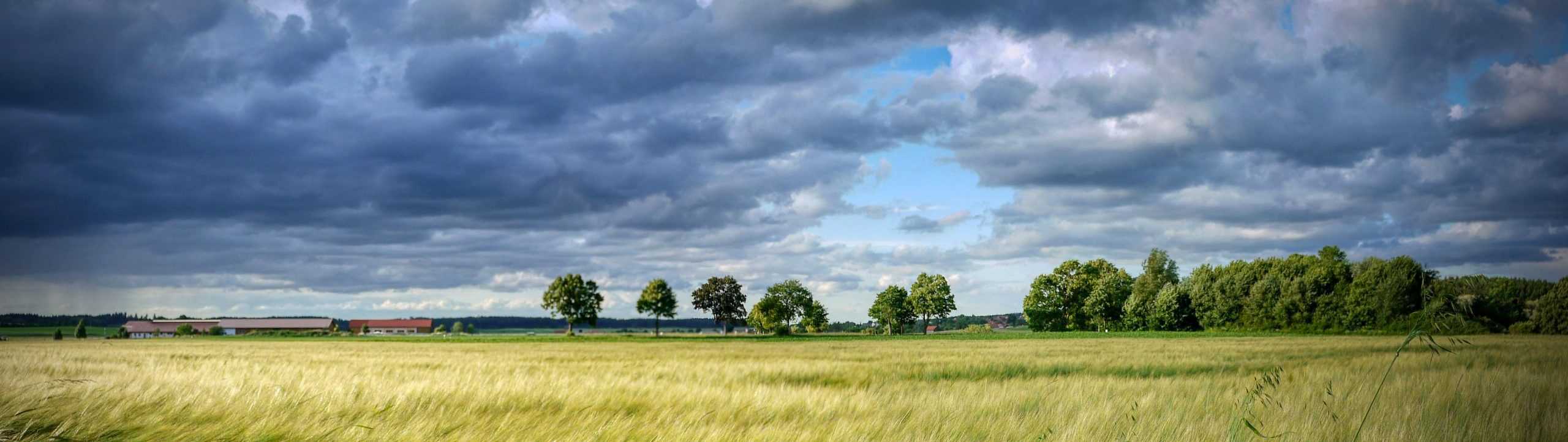 sunny landscape