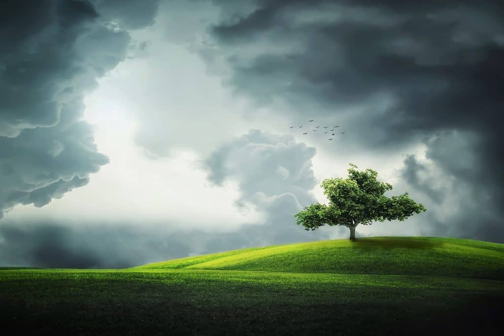 Online therapy service image of tree