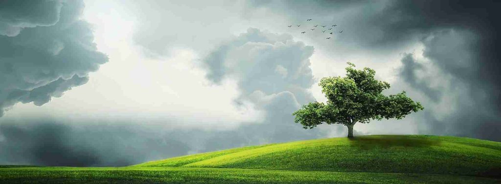 Tree representing the individual in therapy