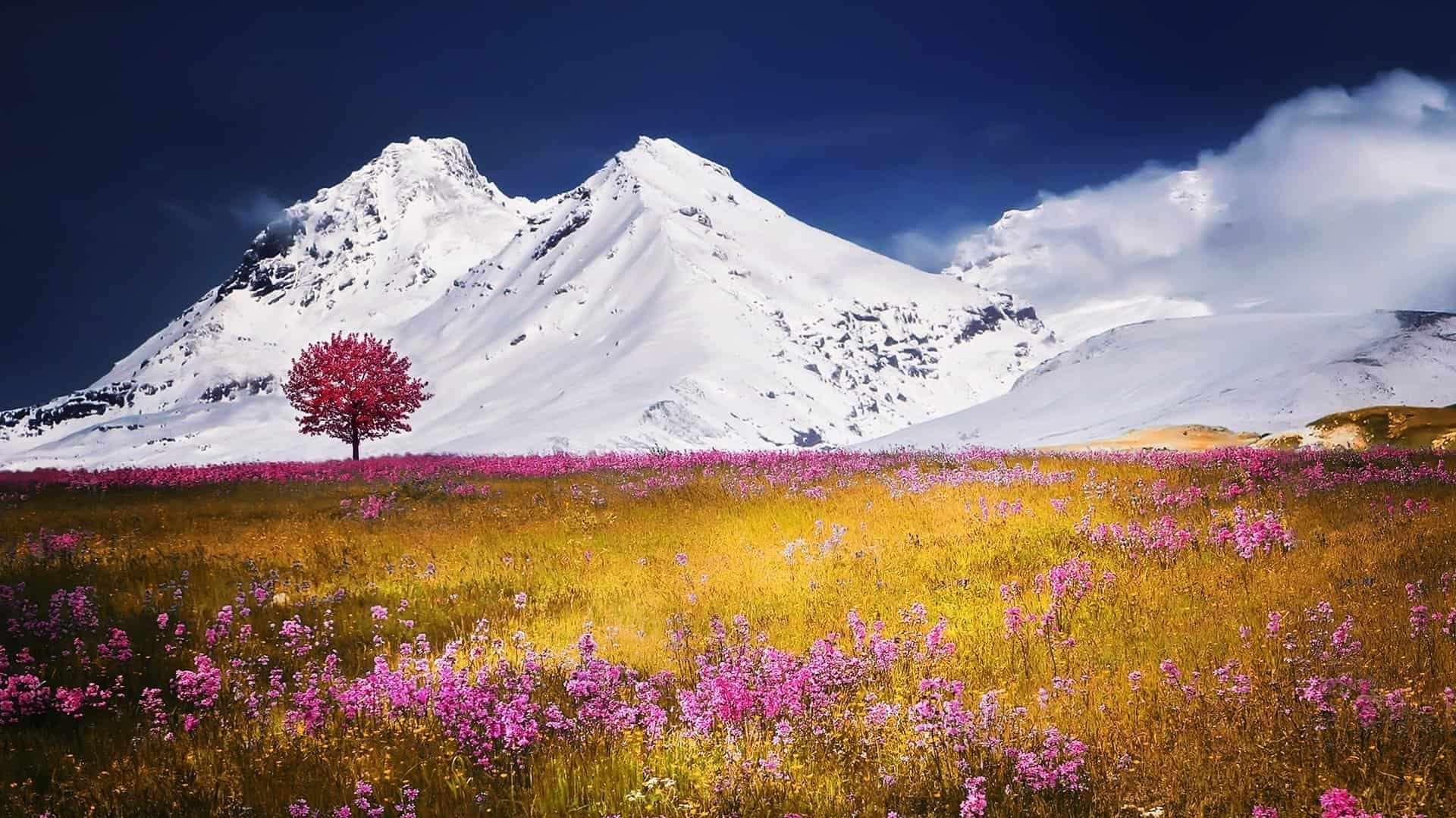 Tree by snow-capped mountain