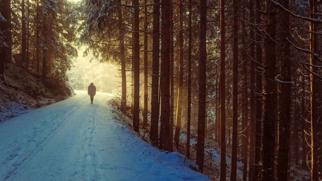 Snowy road in forest